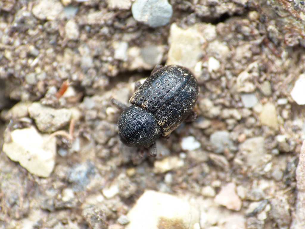 Probabile Pachytychius sparsutus  - Tolfa (RM)